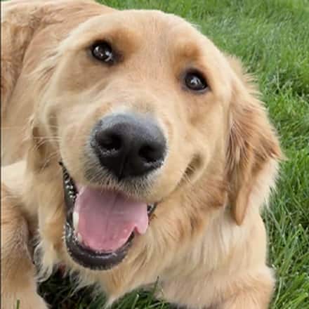 Sunny, a golden retriever and SNHU's official comfort dog.