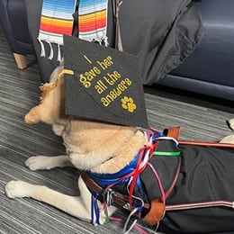 Dog Asher wearing his graduation cap that says "I gave her all the answers"