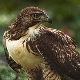 A red-tailed hawk perched in a green, leafy setting.
