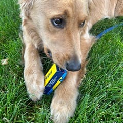 SNHU's comfort dog, a golden retriever named Sunny, with an SNHU bus toy.