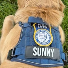 SNHU's comfort dog, Sunny, in her official SNHU public safety vest.