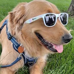 SNHU's comfort dog, a golden retriever named Sunny, wearing sunglasses.