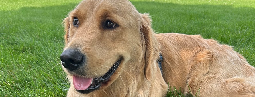 Sunny, a golden retriever and SNHU's official comfort dog, lying in grass.